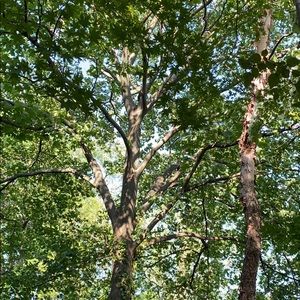 Meet your Posher, Leslie